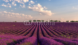 Gentle pink sunrise over the endless lavender fields in Provence, France