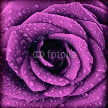 Obrazy i plakaty Purple dark rose background