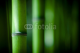 Fototapety Bambou zen